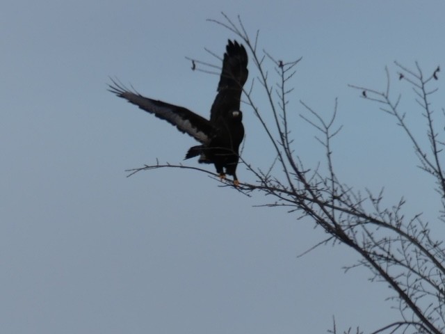 Rough-legged Hawk - Steph Davis