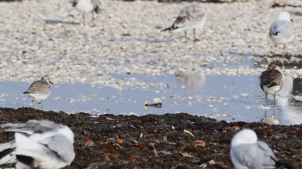 Great Knot - ML611887578