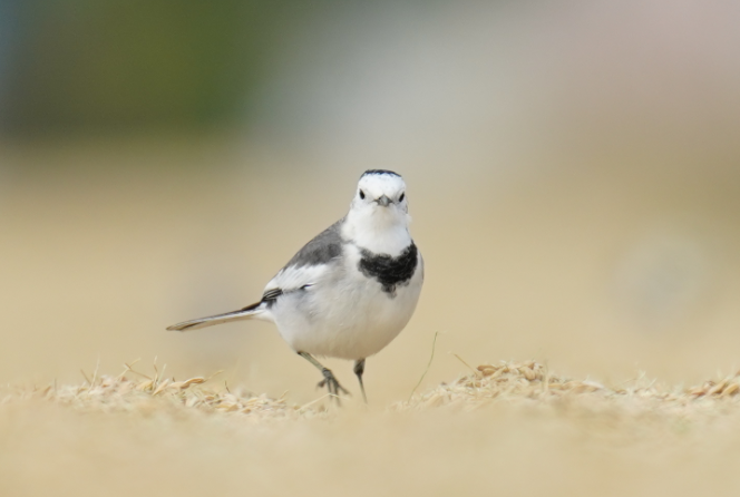 White Wagtail (Chinese) - ML611887617