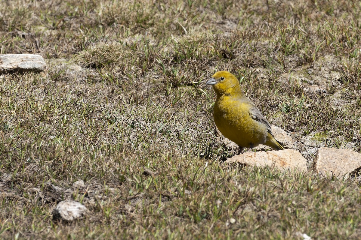 Greater Yellow-Finch - ML611887618