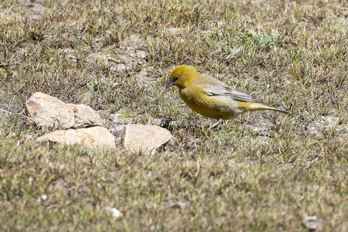 Greater Yellow-Finch - ML611887619