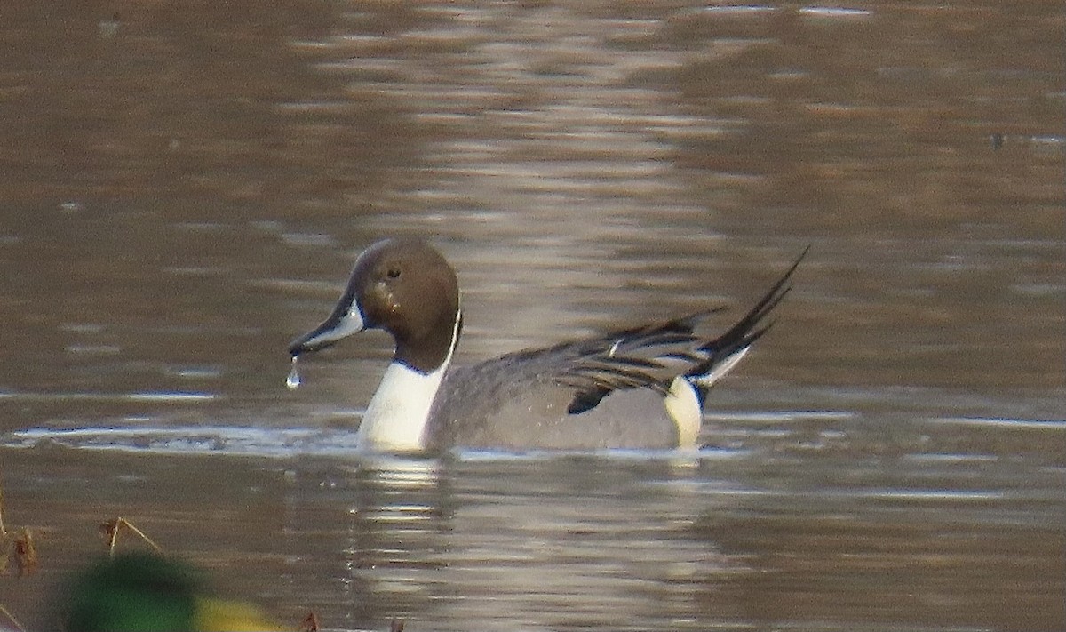 Northern Pintail - ML611887628