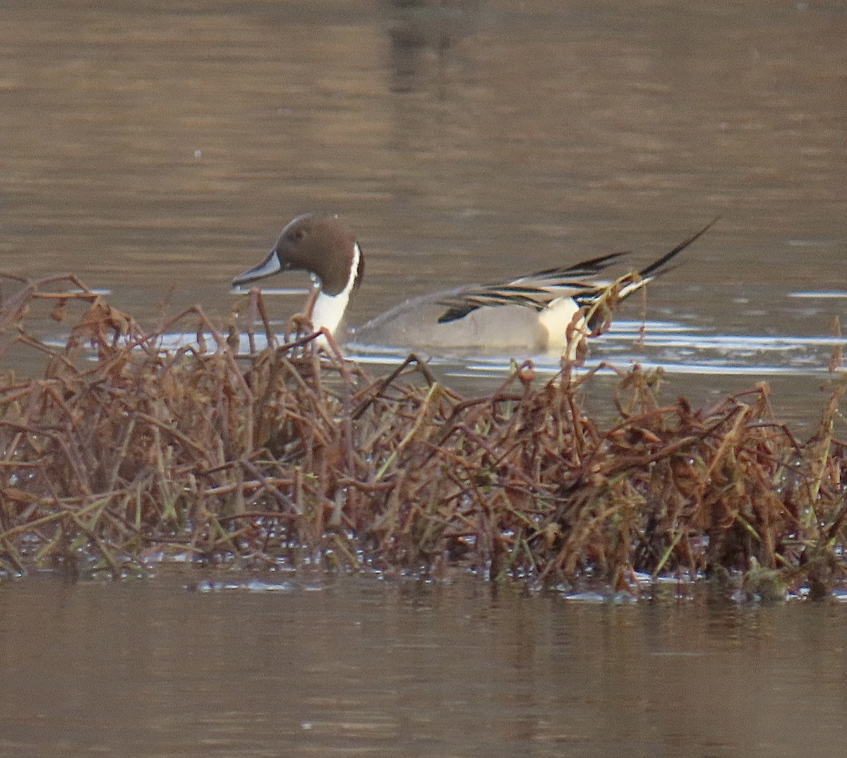 Northern Pintail - ML611887629