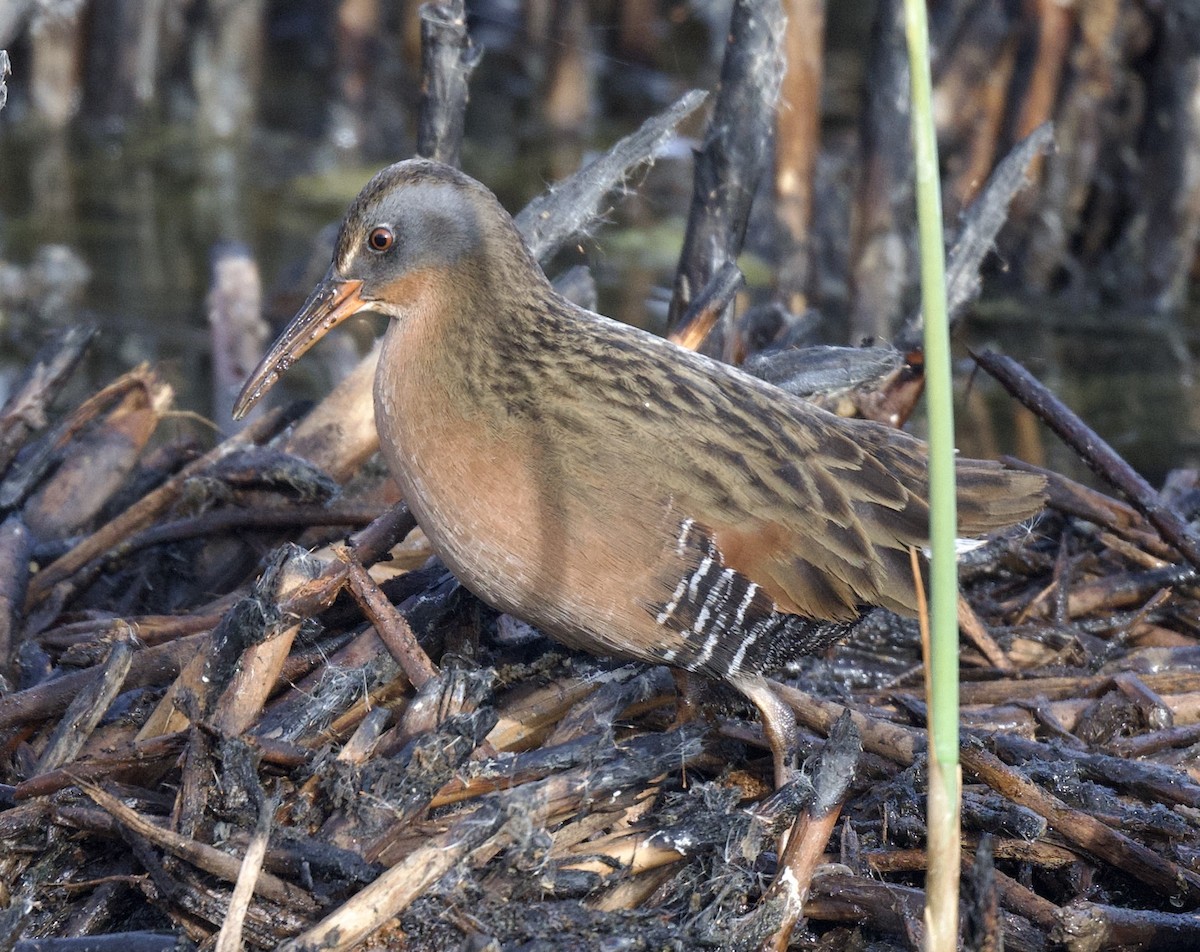 Virginia Rail - ML611887633