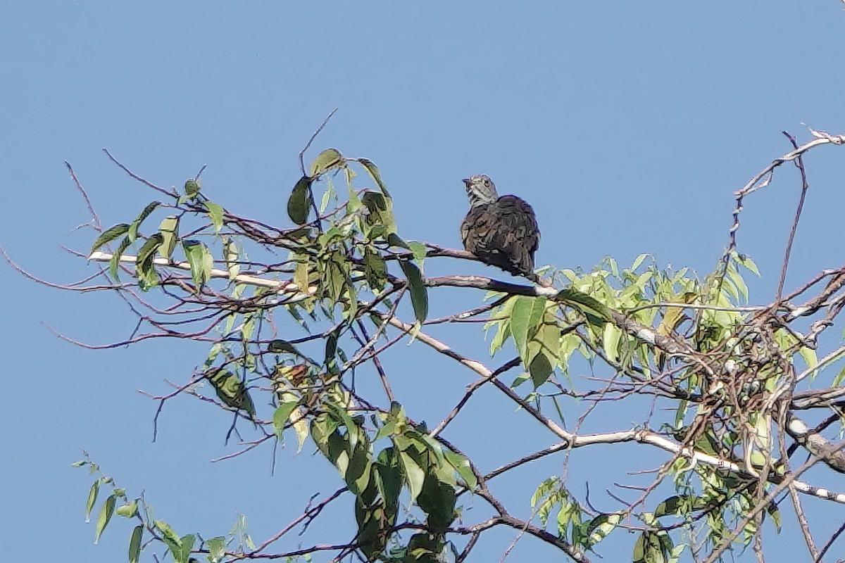 Brush Cuckoo - ML611887656