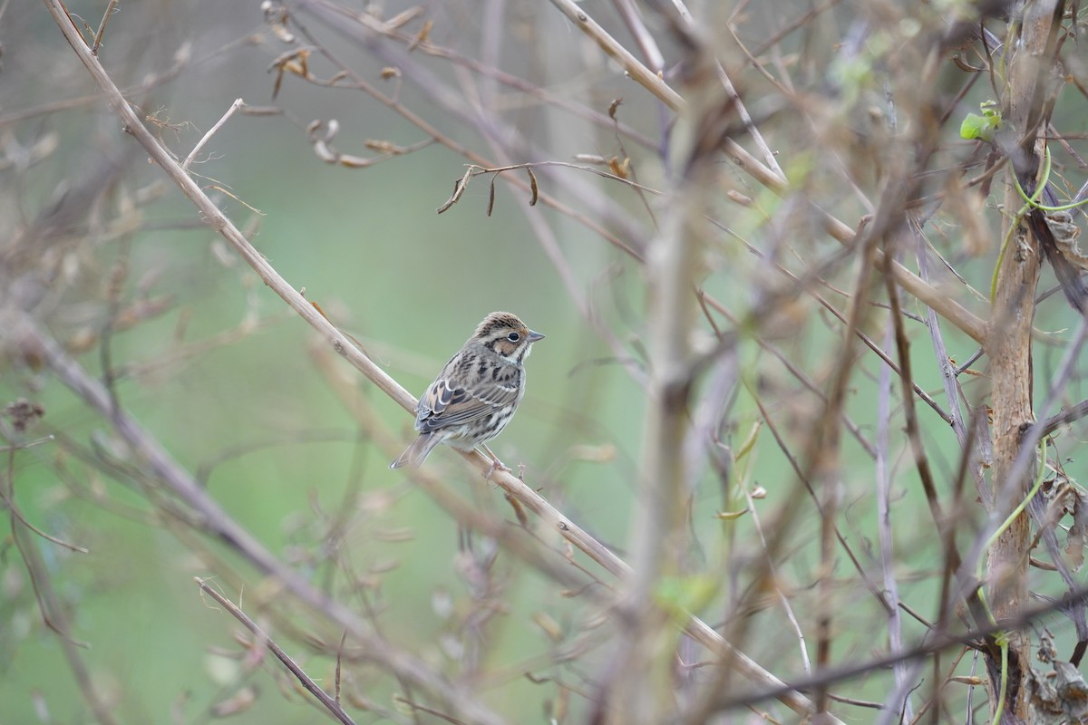 Little Bunting - ML611887661