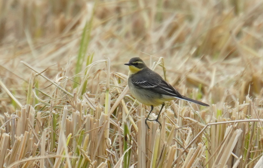 Eastern Yellow Wagtail - Avecy Tan