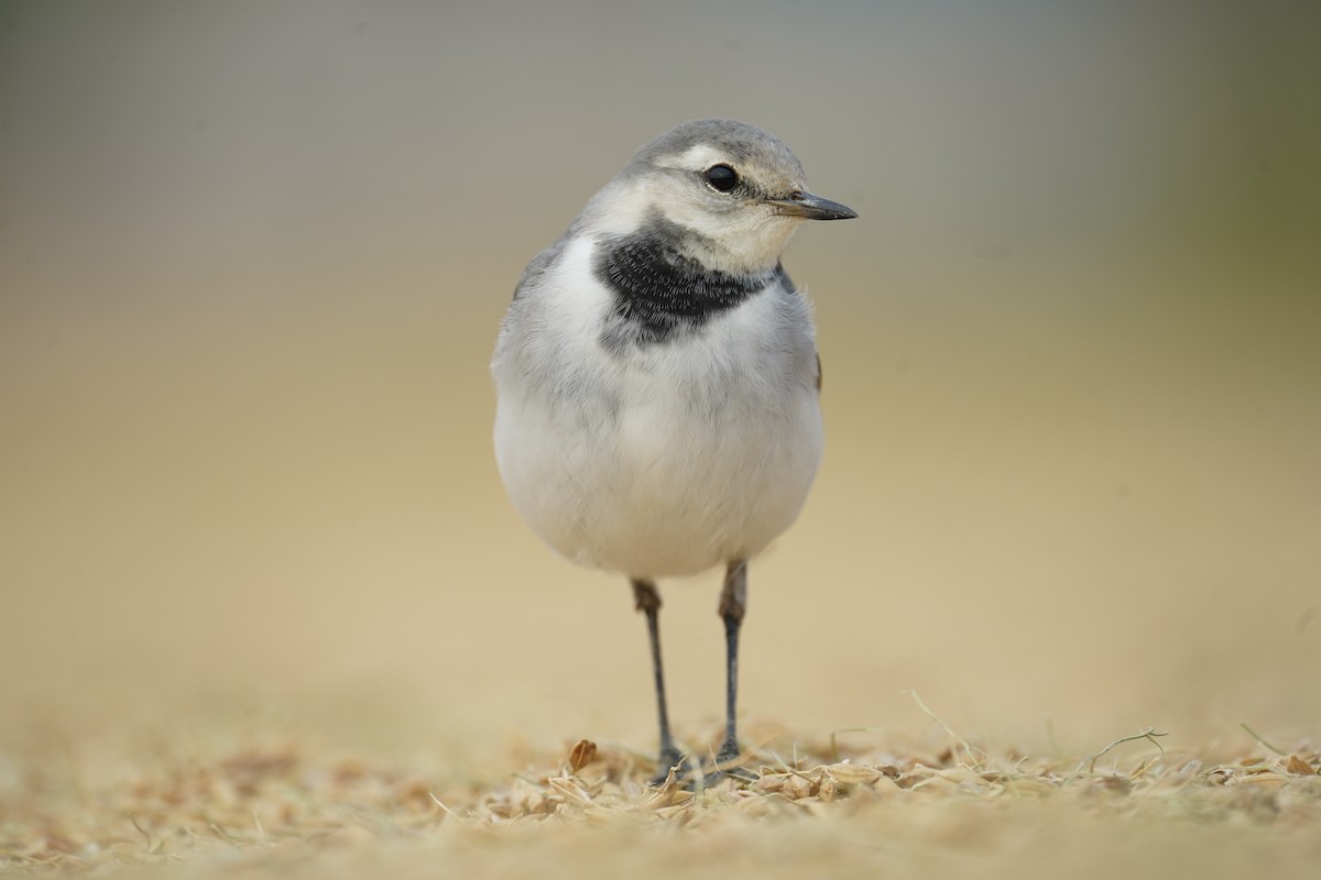 White Wagtail - Avecy Tan