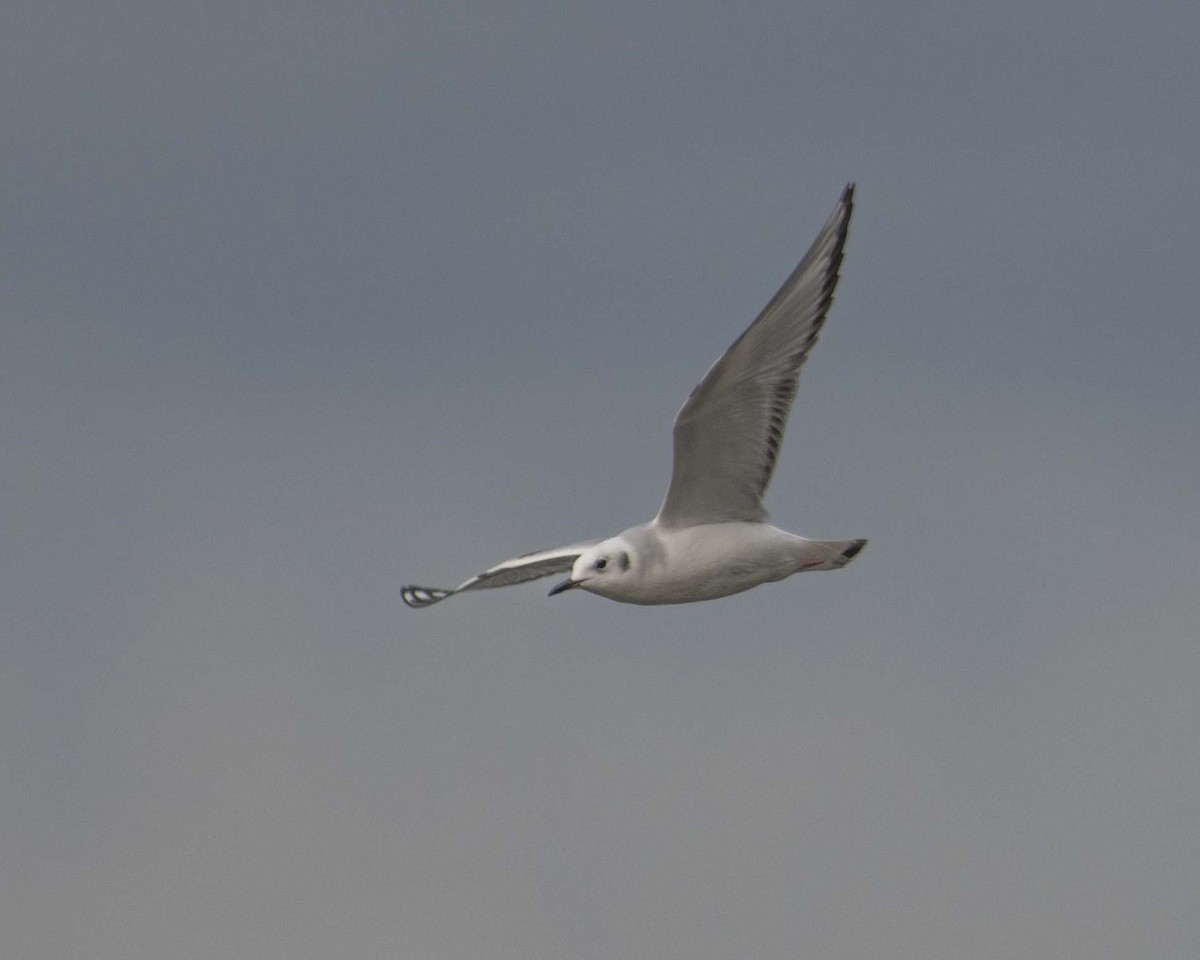 Bonaparte's Gull - ML611887777