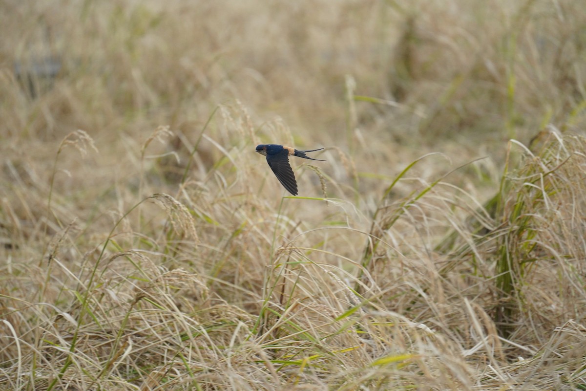 Golondrina Dáurica - ML611887786