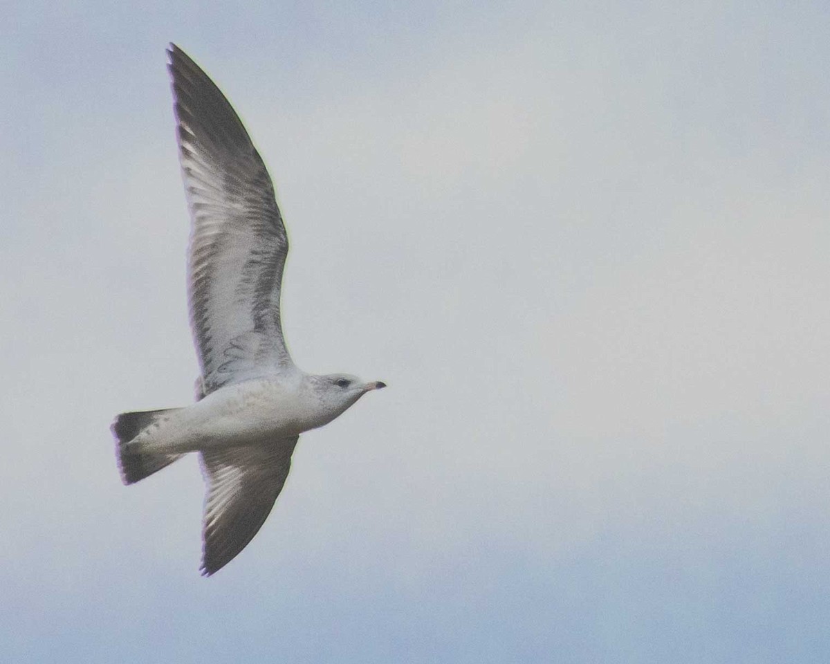 Ring-billed Gull - ML611887800