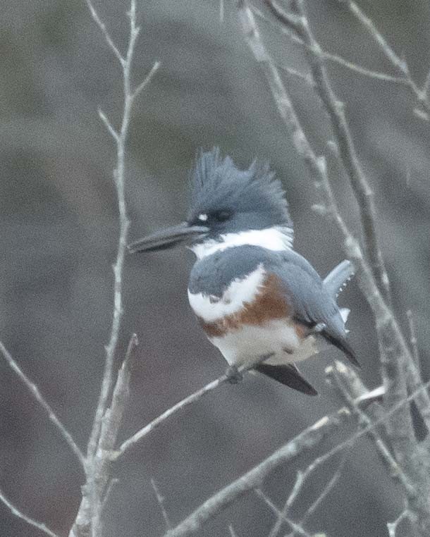 Belted Kingfisher - ML611887856