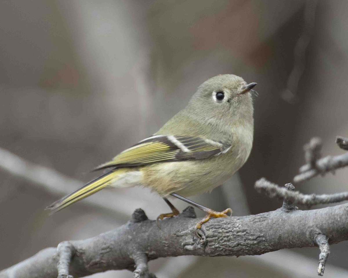Ruby-crowned Kinglet - ML611887867