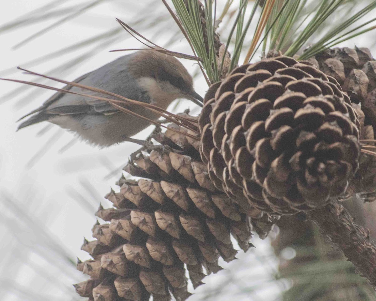 Brown-headed Nuthatch - ML611887892