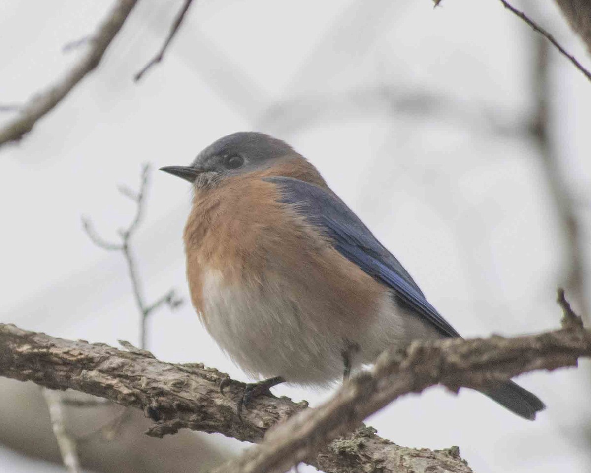 Eastern Bluebird - ML611887903