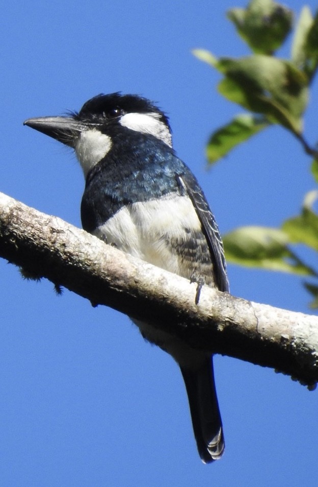 Black-breasted Puffbird - ML611887959