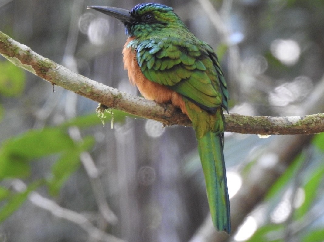 Great Jacamar - ML611887999