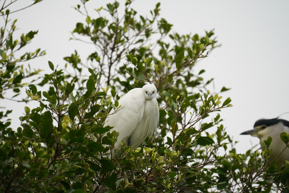 Little Egret - Avecy Tan