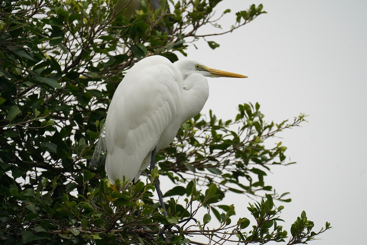 Great Egret - Avecy Tan