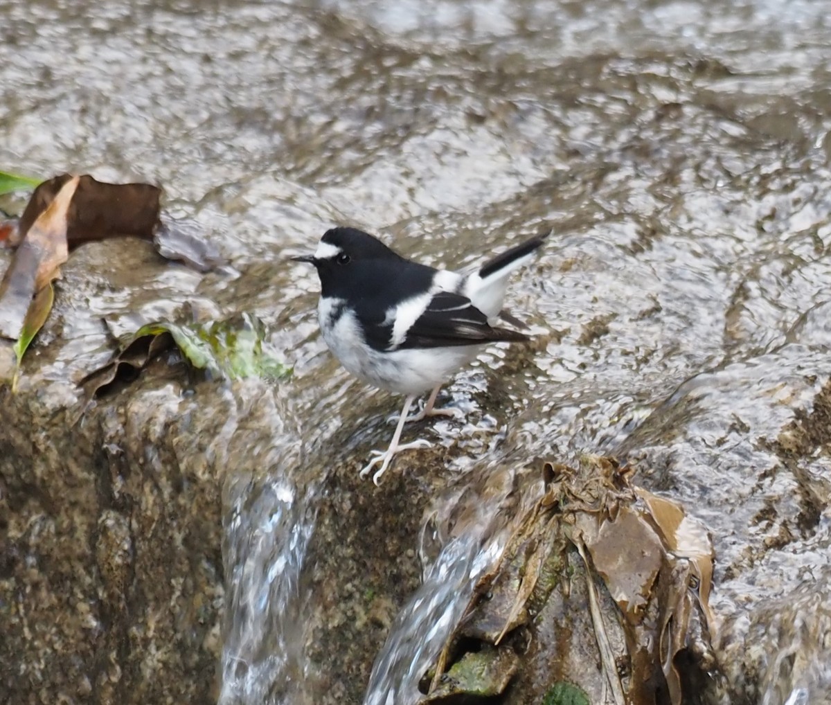 Little Forktail - ML611888063