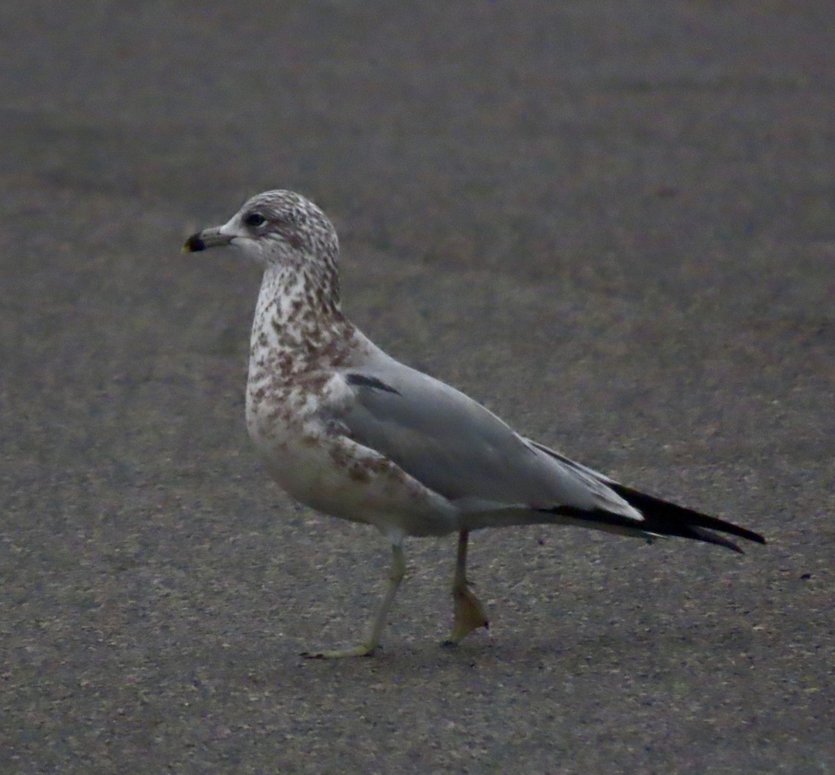 Ring-billed Gull - ML611888068