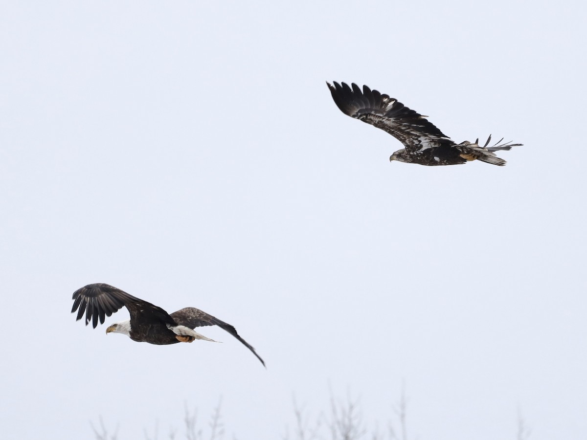 Bald Eagle - ML611888090