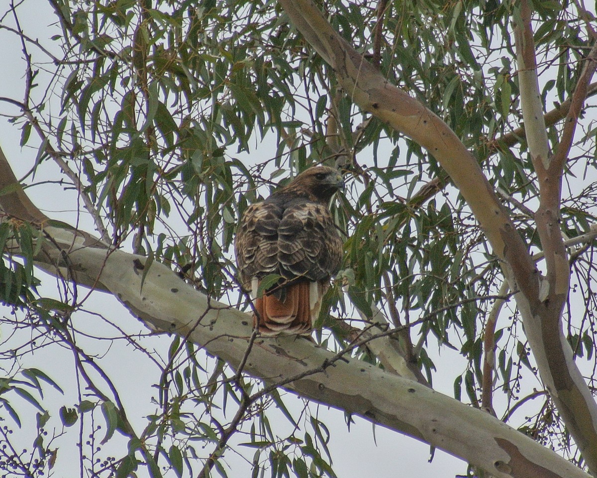 Rotschwanzbussard - ML611888098