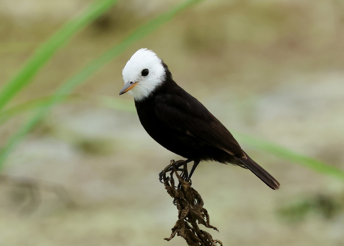 White-headed Marsh Tyrant - ML611888101