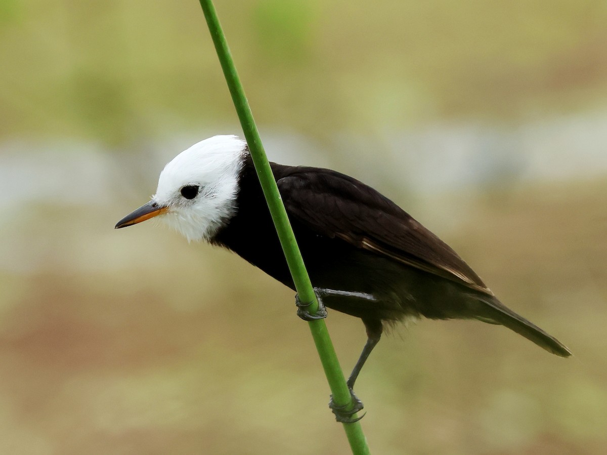 White-headed Marsh Tyrant - ML611888102