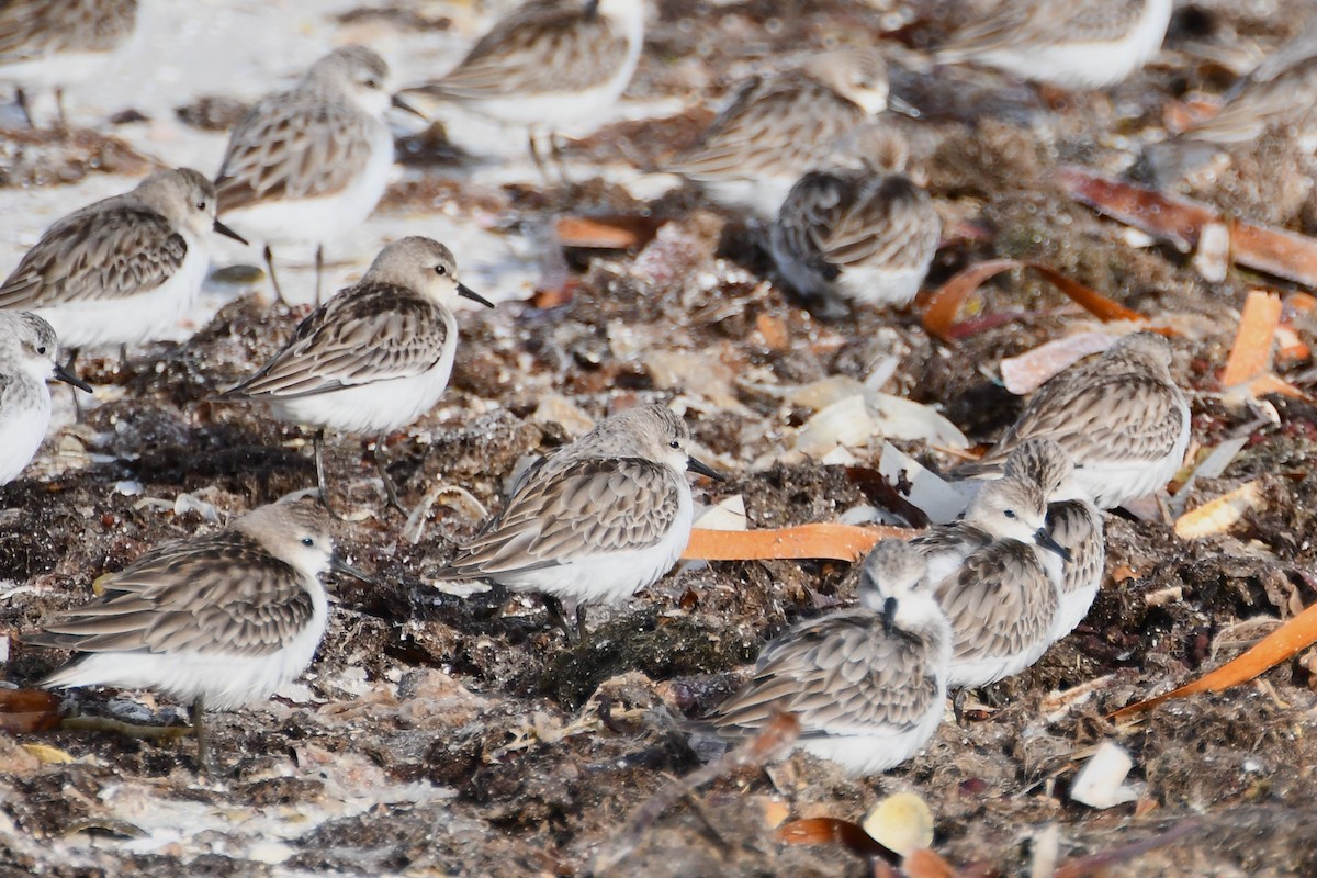 Red-necked Stint - ML611888211