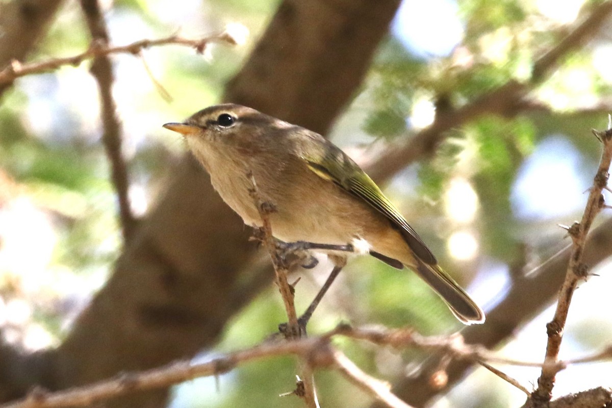 Brown Woodland-Warbler - ML611888212