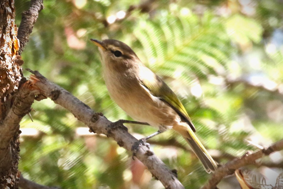 Brown Woodland-Warbler - ML611888223