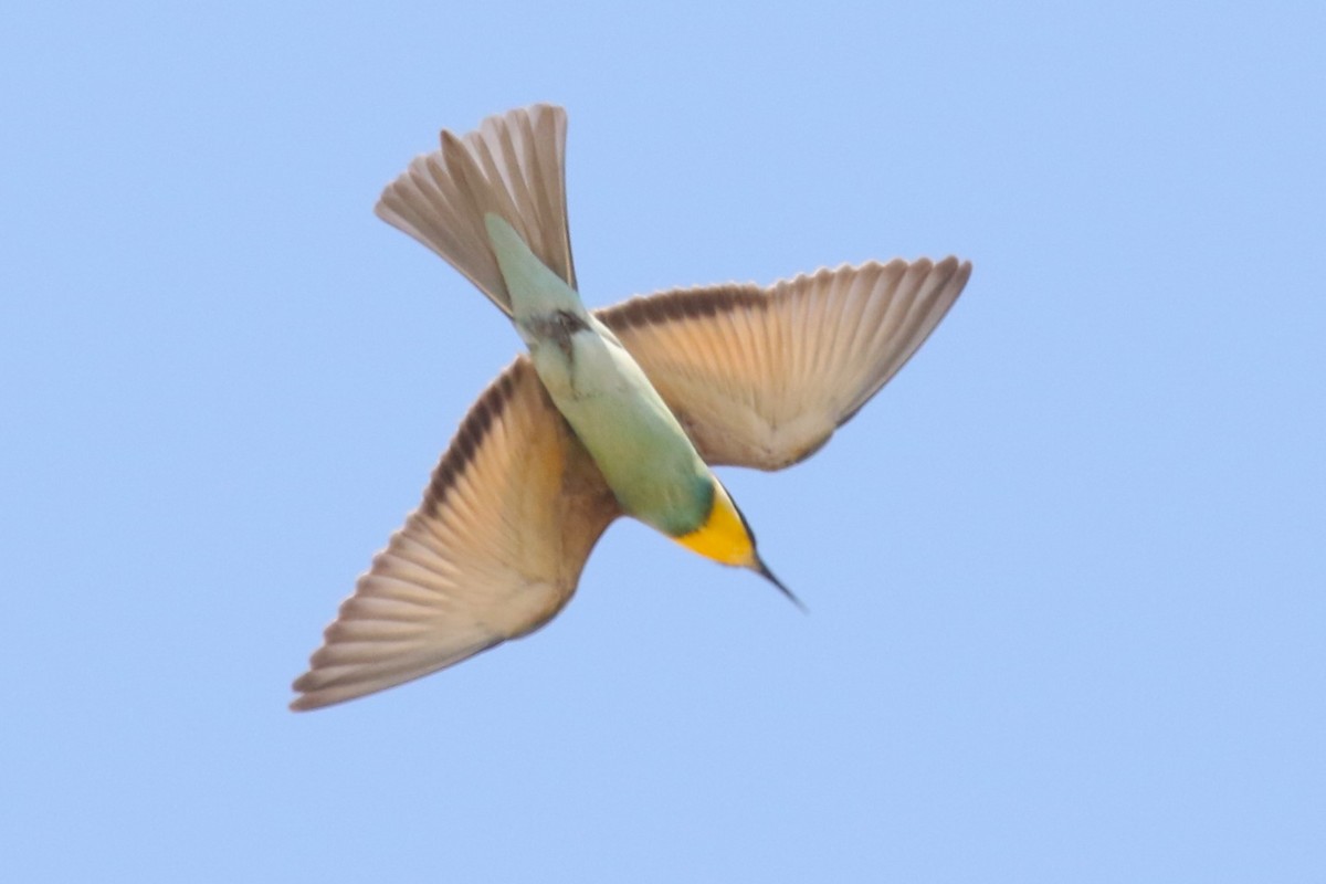 European Bee-eater - Clyde Blum