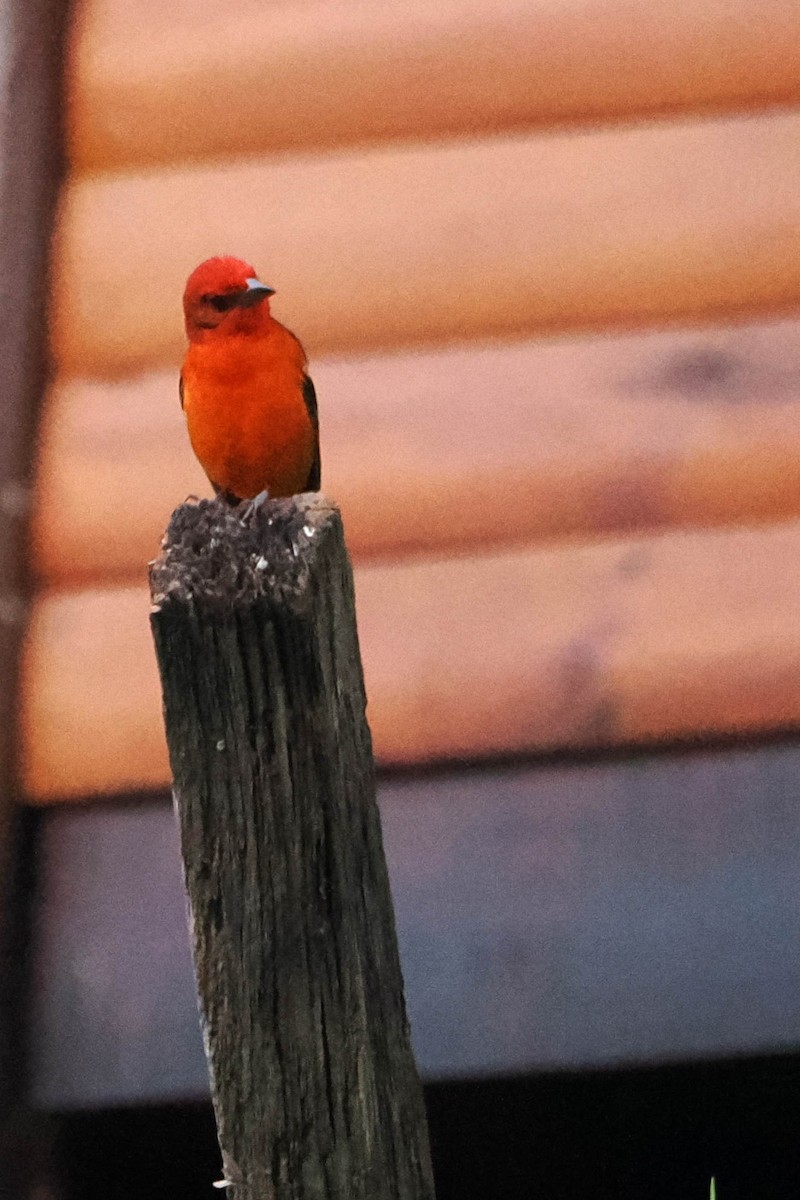 Flame-colored Tanager - ML611888246