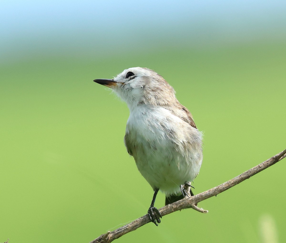White-headed Marsh Tyrant - ML611888483