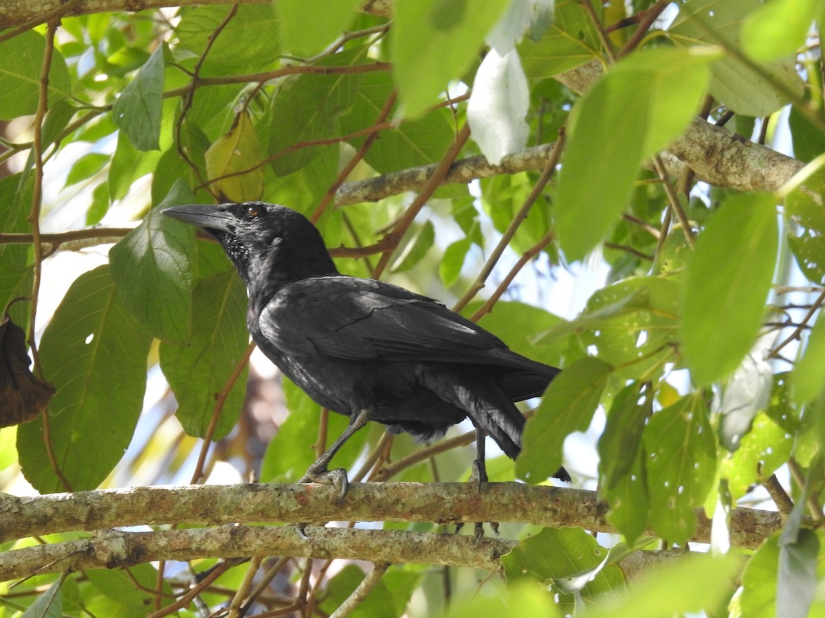 Cuban Crow - Nicolás Díaz Pérez