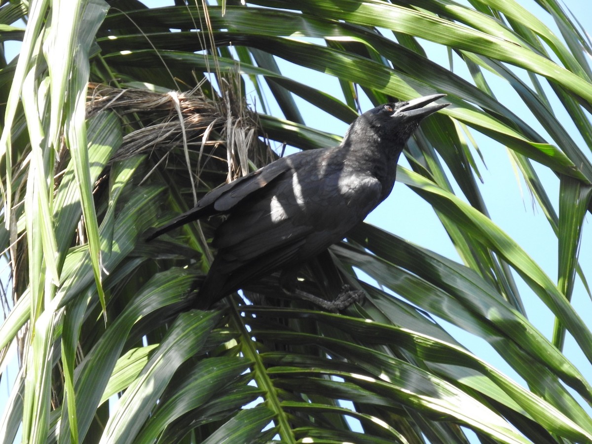 Cuban Crow - Nicolás Díaz Pérez