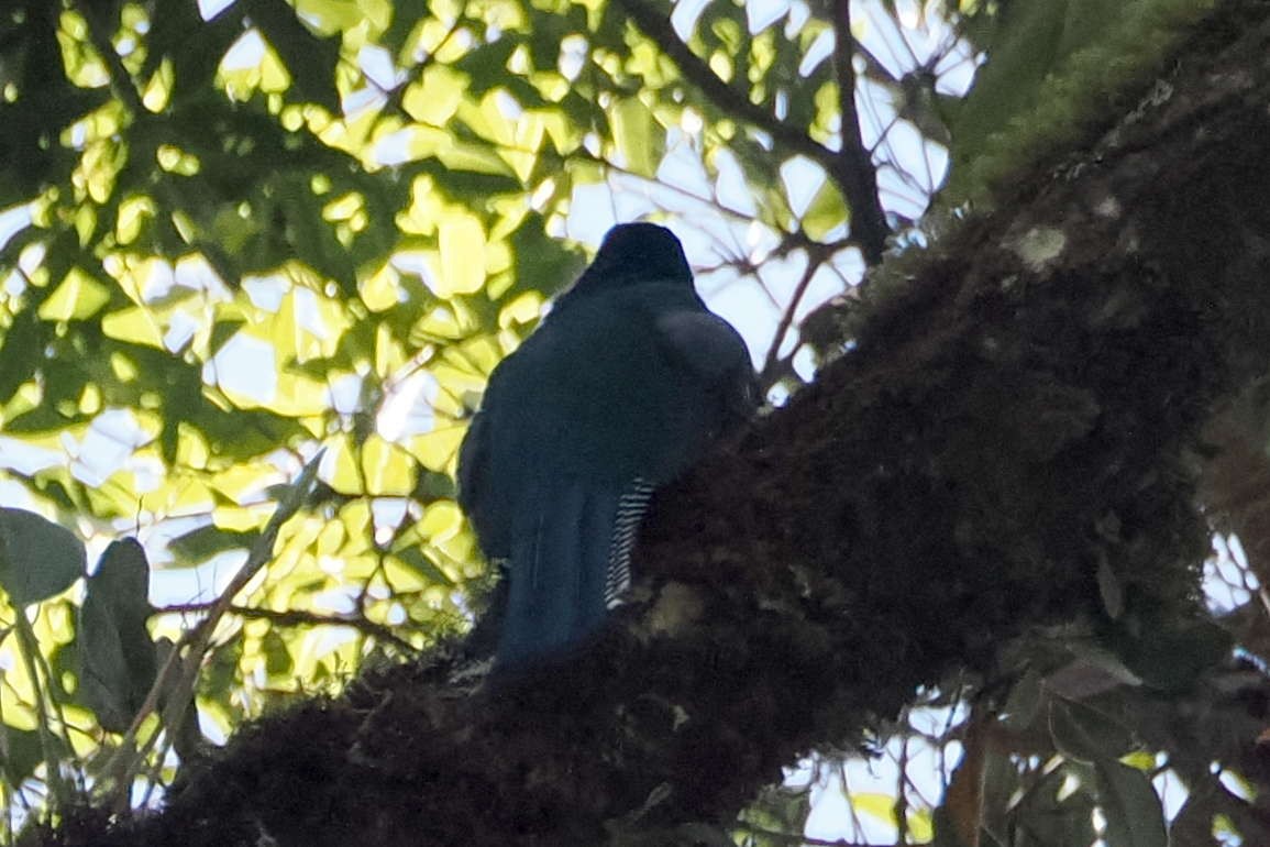 Collared Trogon - ML611888499