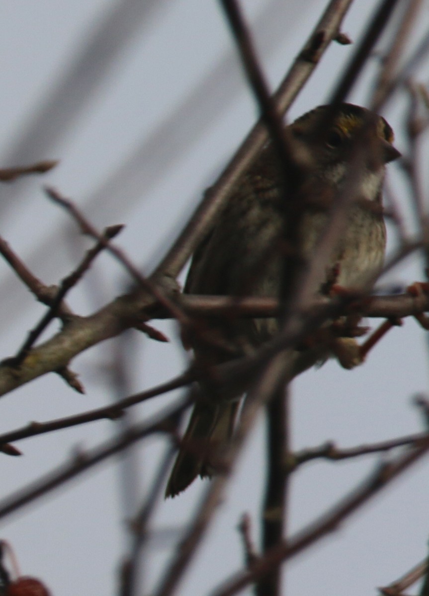 White-throated Sparrow - Dan Fox