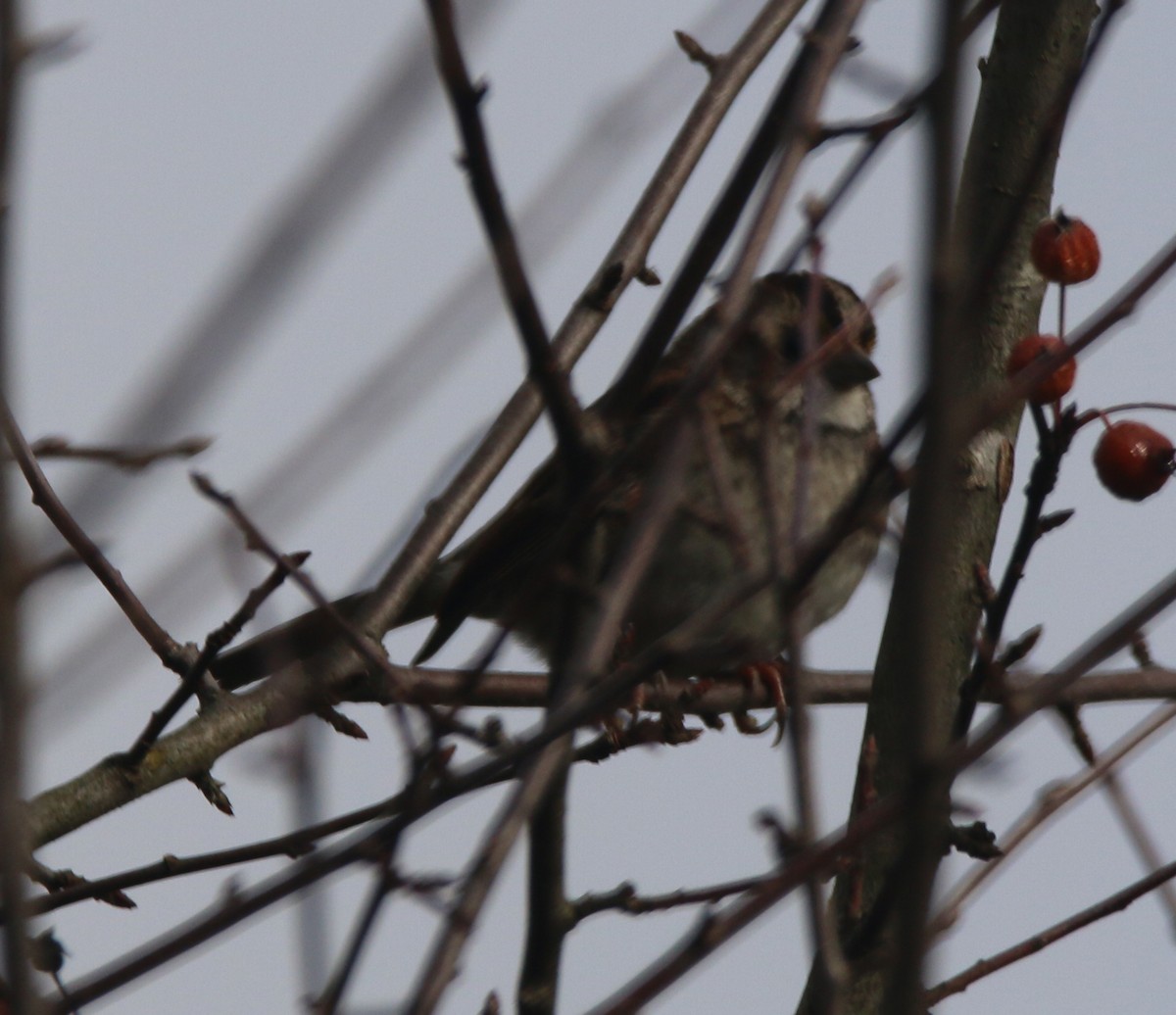 White-throated Sparrow - Dan Fox