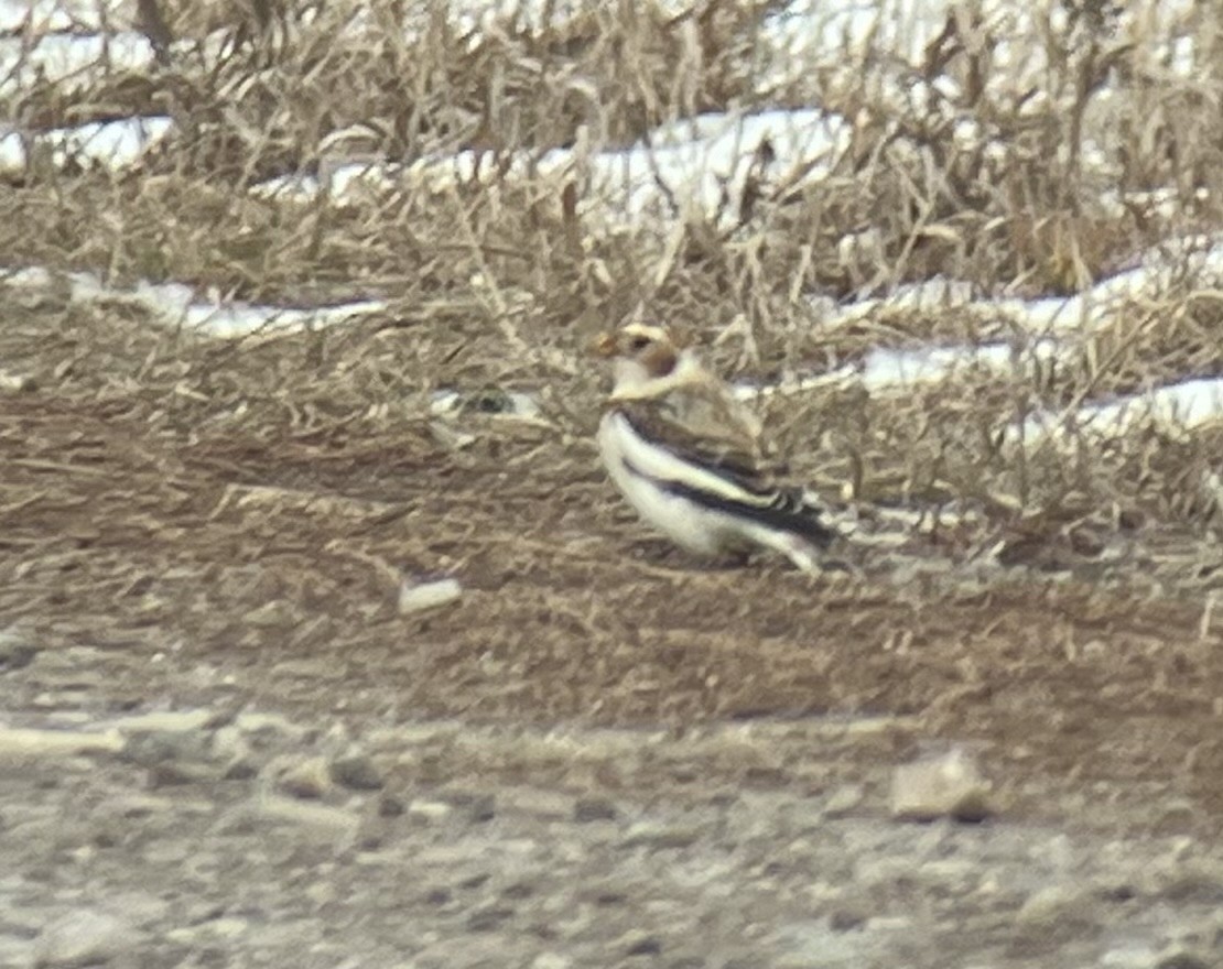 Snow Bunting - Andrew Guttenberg