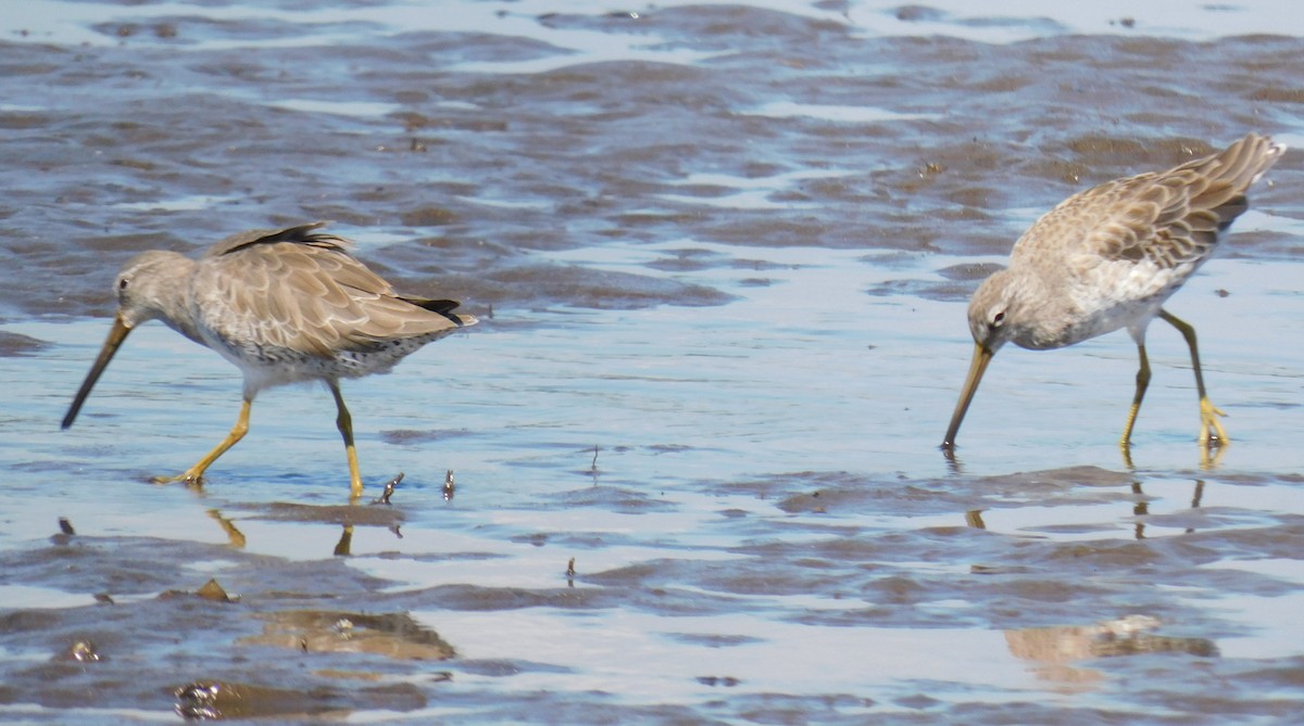 Short-billed Dowitcher - Luis Manuel Gómez