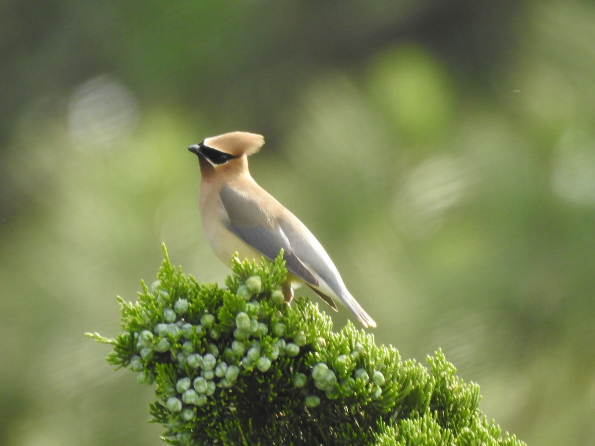 Cedar Waxwing - ML611888722