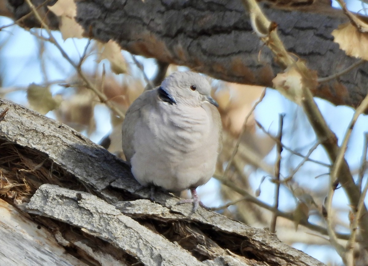 Eurasian Collared-Dove - ML611888736