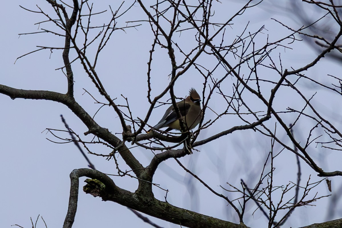 Cedar Waxwing - ML611888737