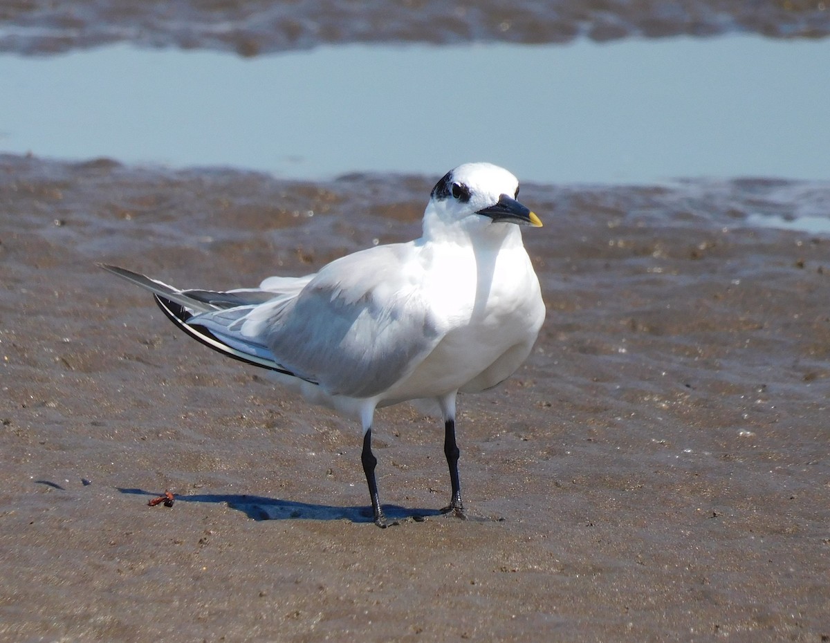 Sandwich Tern - Luis Manuel Gómez