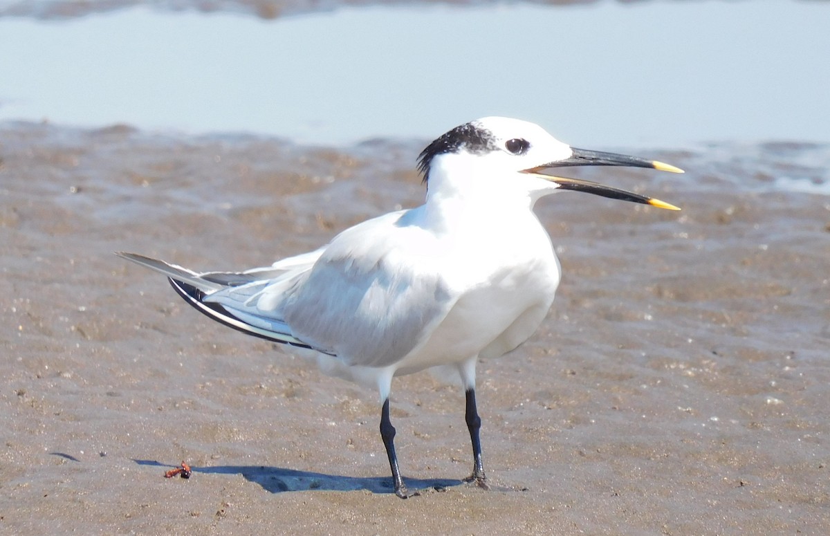 Sandwich Tern - Luis Manuel Gómez