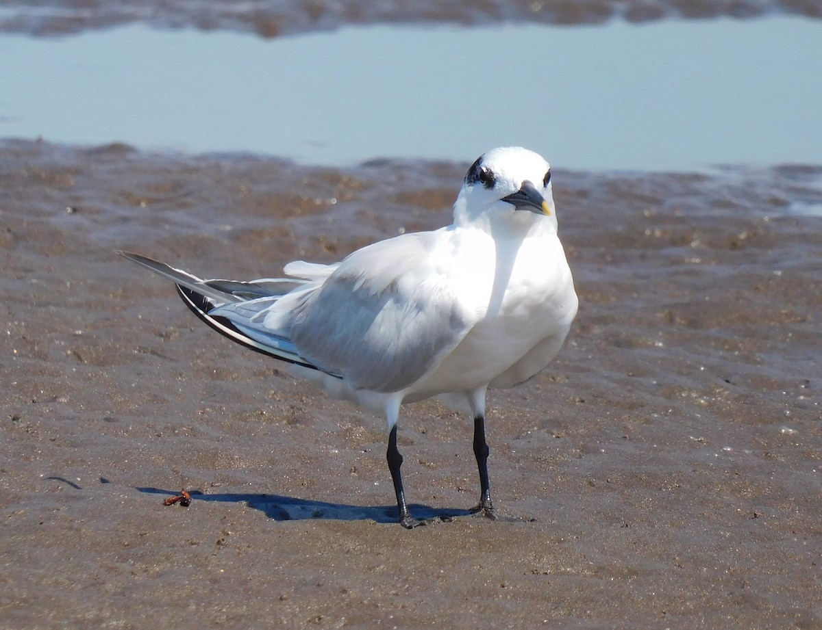 Sandwich Tern - Luis Manuel Gómez