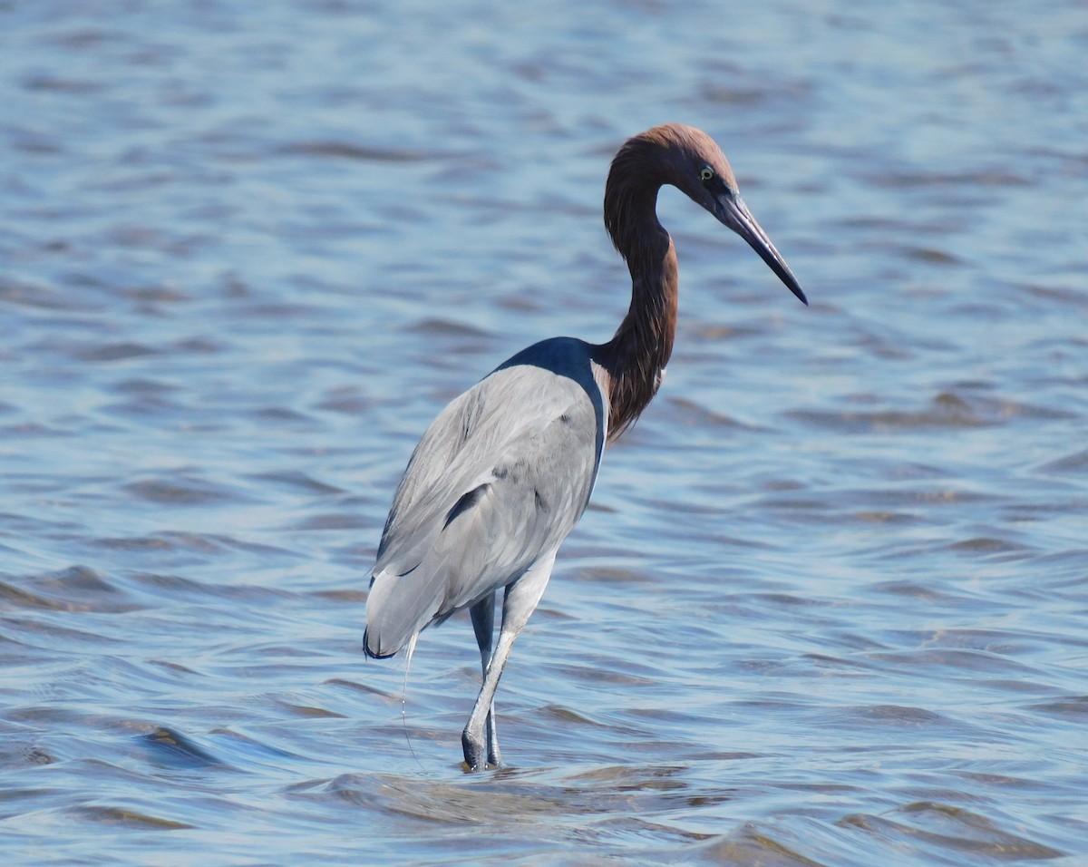 Reddish Egret - Luis Manuel Gómez