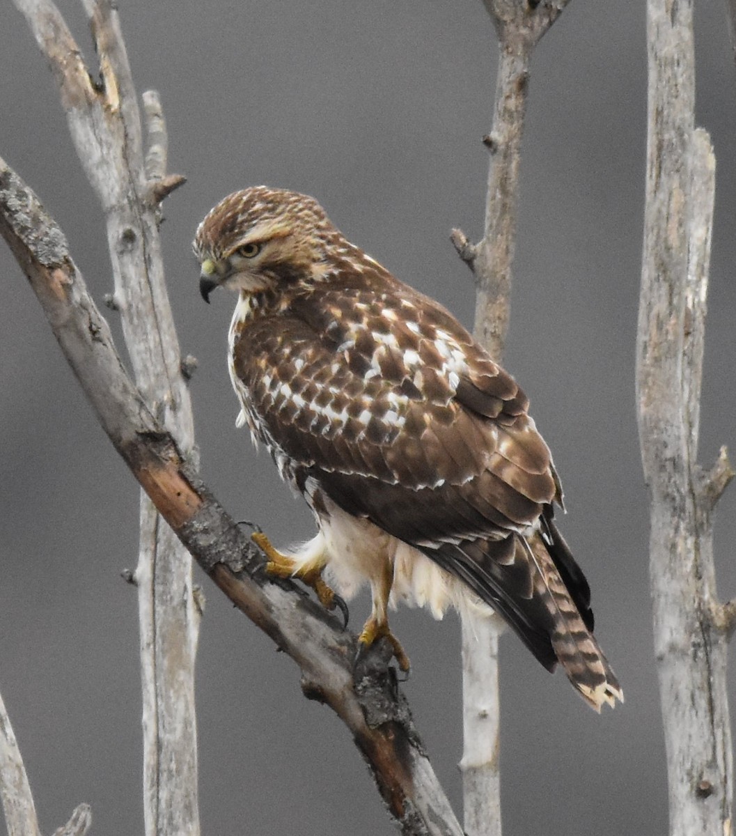 Red-tailed Hawk - ML611888898